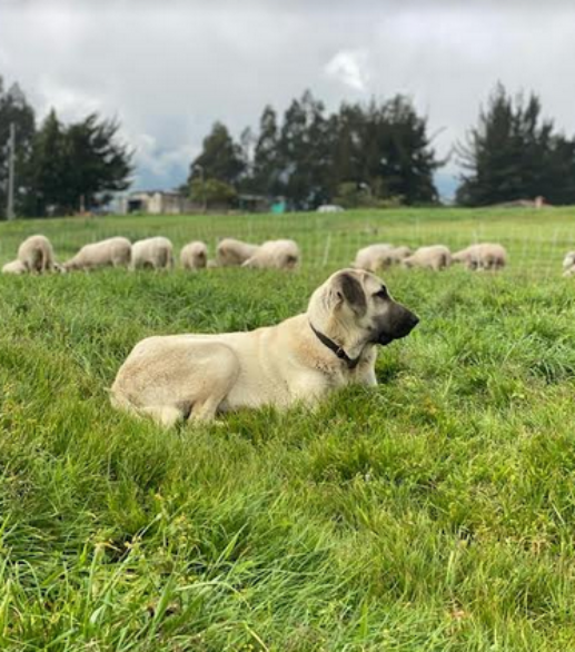 One of Verde Oveja’s sheep dogs watches over the flock.