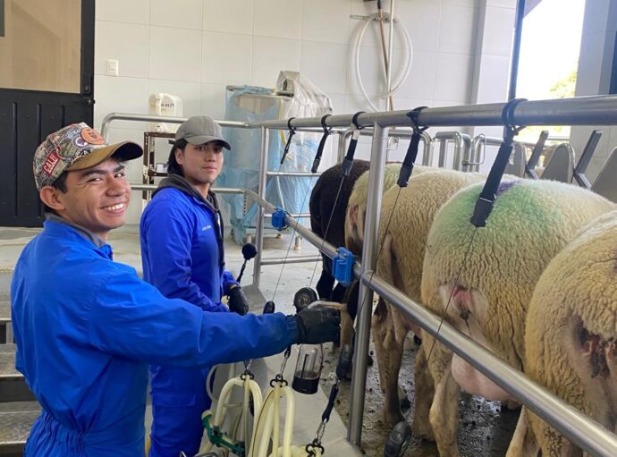 Felipe and German (UTN students) milking the ewes.